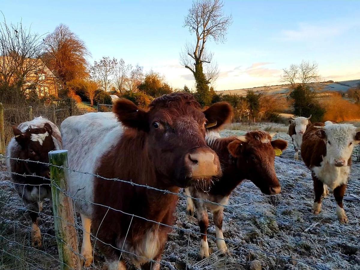 Eco Cottage Joe The Buck Craven Arms Bagian luar foto