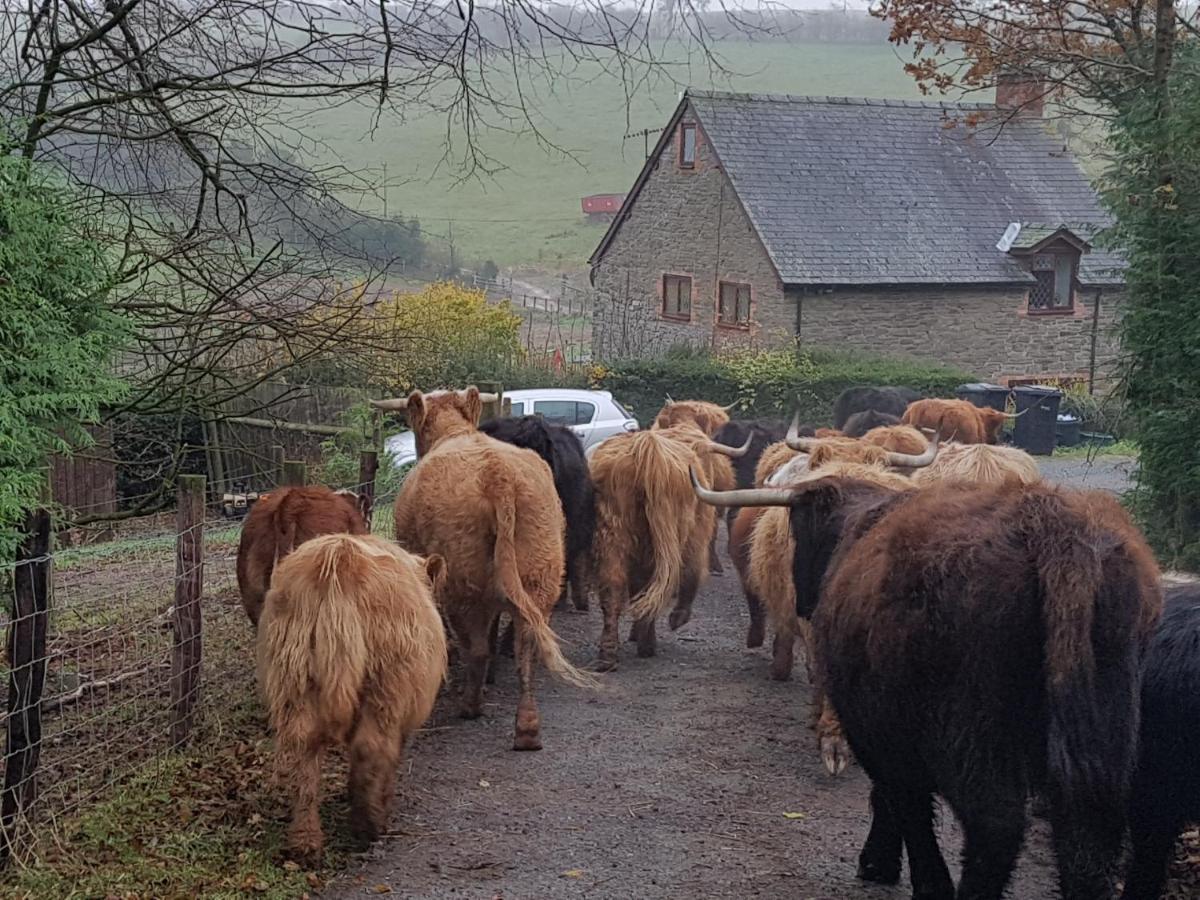 Eco Cottage Joe The Buck Craven Arms Bagian luar foto